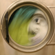 Illustration for article titled Scary creatures are hiding inside our washing machines